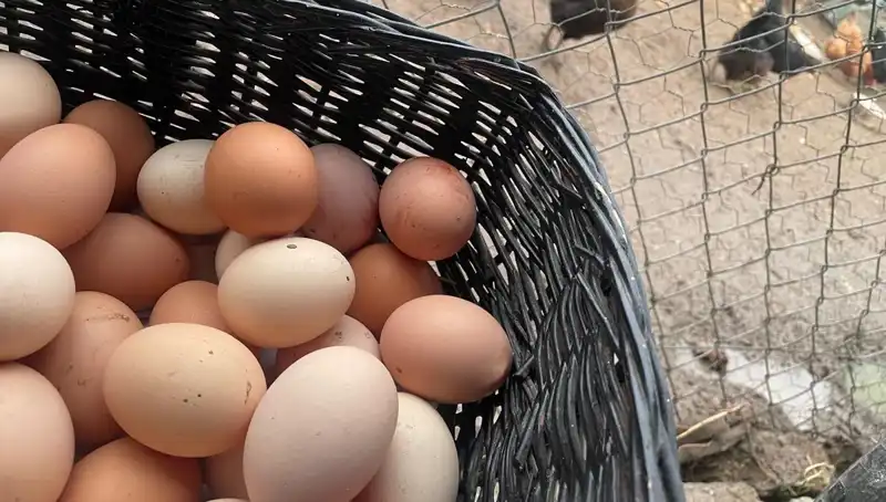 Okulların Açılmasıyla "Mayıs Çukuru"nu Aşmak İçin En Uygun Protein: Mercimek