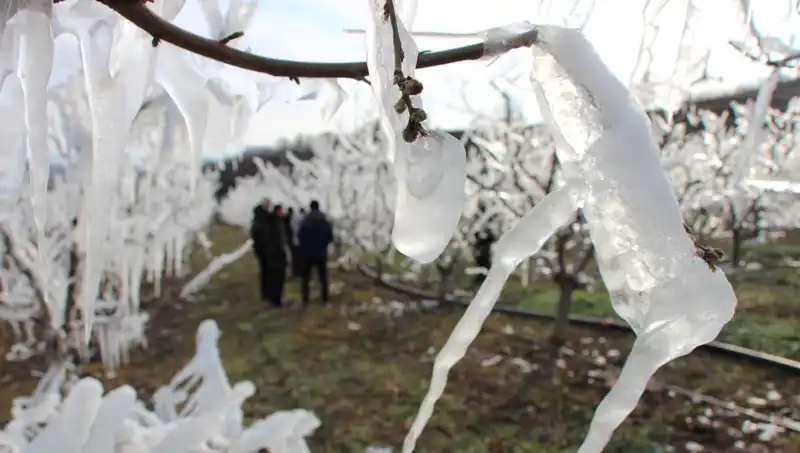 Soğuk Hava Dalgası Ağaçları Dondurdu, Baharda Şaşırtan Çiçeklenme Görüldü