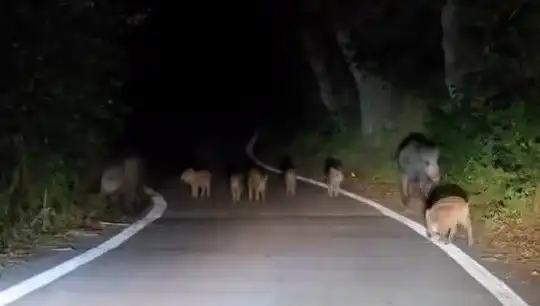 Elazığ'da Domuz Sürüsü Yolda İlerledi, Sürücüler Panik Oldu!
