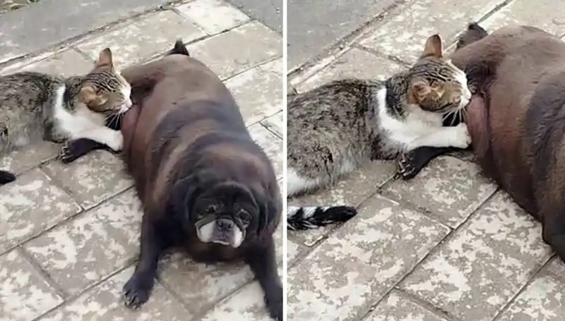Erzurum'da Sıradışı Anlar: Köpek, Sokakta Kediyi Emzirip Göz Doldurdu