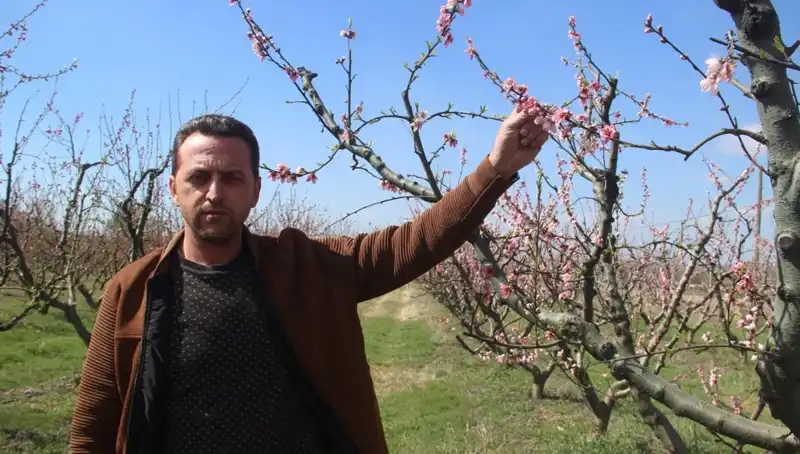 Sonbaharın Sıcak Günleri, Çiçek Açan Ağaçları Zamansız Don Vurdu