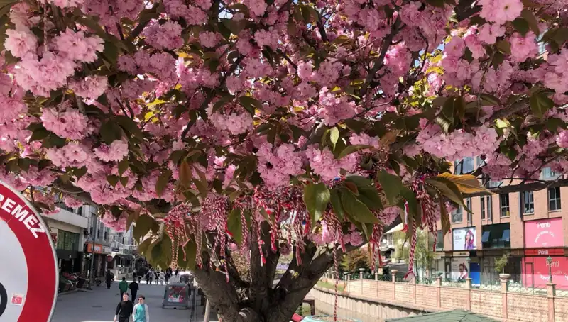 Süs Erik Ağacında "Martenitsa" Geleneği Yeniden Yaşatıldı