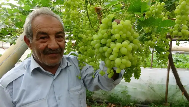 Zirai Don Meyve Üretimini Nasıl Etkiledi? Fiyatlar Hızla Yükseliyor!