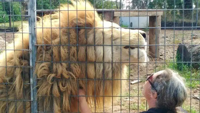 Avustralya'da Şok Aslan Saldırısı: Kadın Kafeste Kolunu Kaybetti