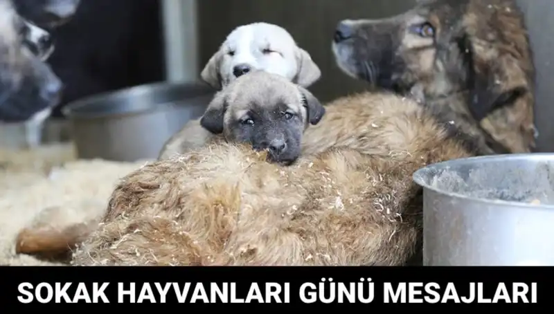 Dünya Sokak Hayvanları Günü: Hayvanlar İçin Dayanışma Zamanı