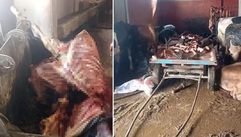 Adana'da Büyük Piyasa Korkusu: 2,5 Ton At Eti Ele Geçirildi!