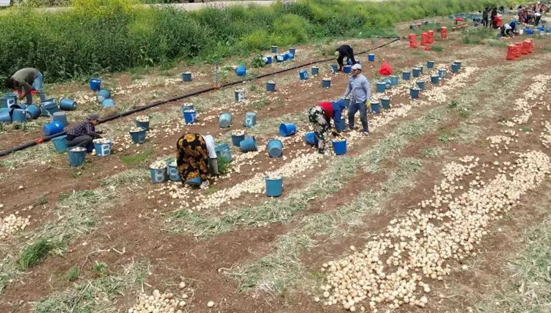 Soğan Hasadı Başladı, Fiyatlar Düşüşte: Toptancıların Yüzü Güldü