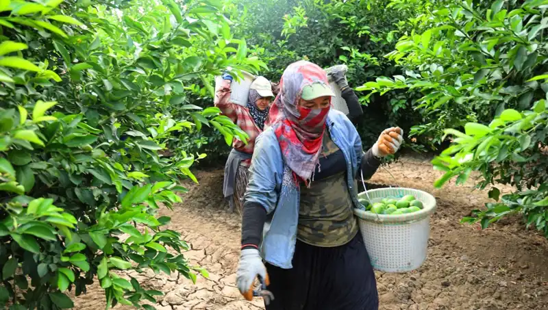Markette Patates Fiyatları 150 Liranın Üstüne Çıktı: Yeni Hasat Umut Veriyor