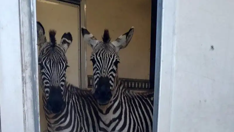 Sınırda Yakalanan Minibüste Hayvan Kaçakçılığı: Zebra ve Maymunlar Bulundu!