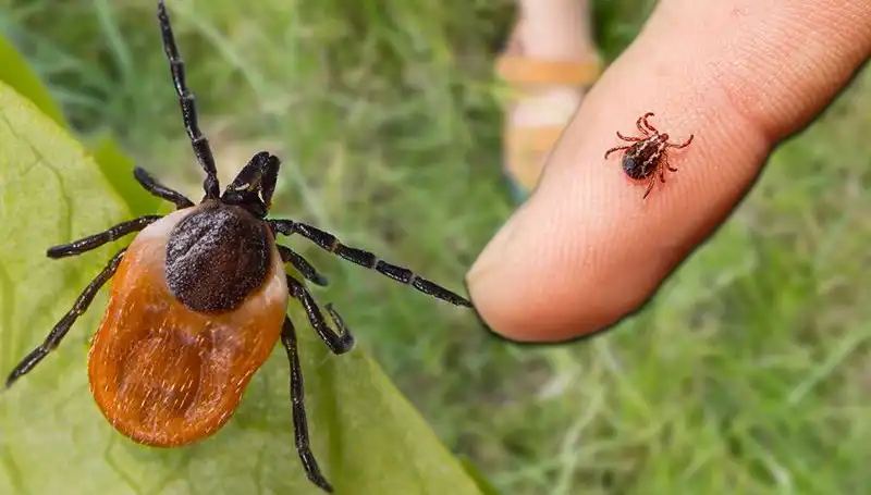 Kene Isırmasına Dikkat! Önlemler ve Belirtiler Hakkında Bilmeniz Gerekenler