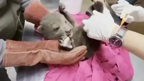 Karabük'te Yavru Bozayı Bulundu: Doğanın Mucizesi ve Koruma Çabaları