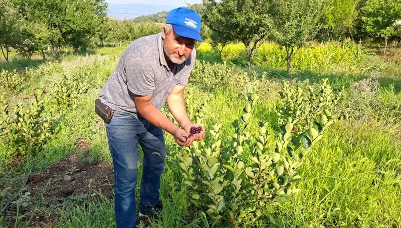 Üç Yıl Önce Deneme Amaçlı Ektiği Meyve Şimdi Pazara Düştü: Kilosu 200 Lira!