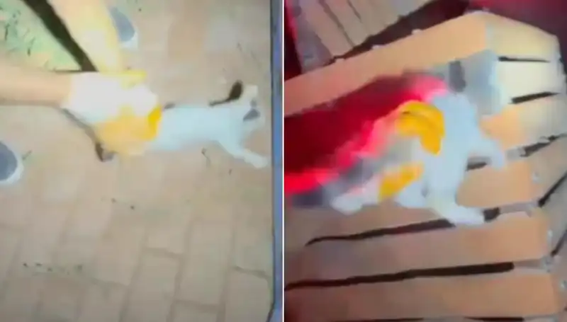Gece Yarısı İtfaiye Ekipleri Kedi Kurtarma Operasyonuyla Hayret Uğrattı
