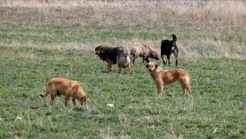 Ankara'da Sahipsiz Köpeklerle İlgili Şok Karar: Para Cezaları Yolda!