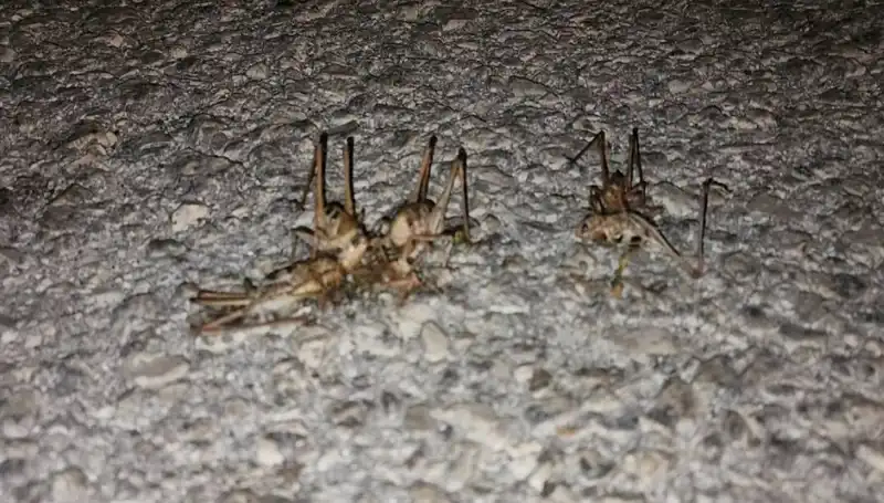 Yüzlerce Çekirge Yolu İstila Etti: Şehirde Tedirginlik Egemen
