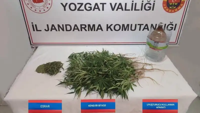 Yozgat'ta Şok İstihbarat: 40 Kök Kenevir Ele Geçirildi!