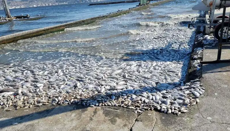 İzmir Körfezi'nde Temizlik Çalışmaları Başladı, Bölge Canlanıyor!