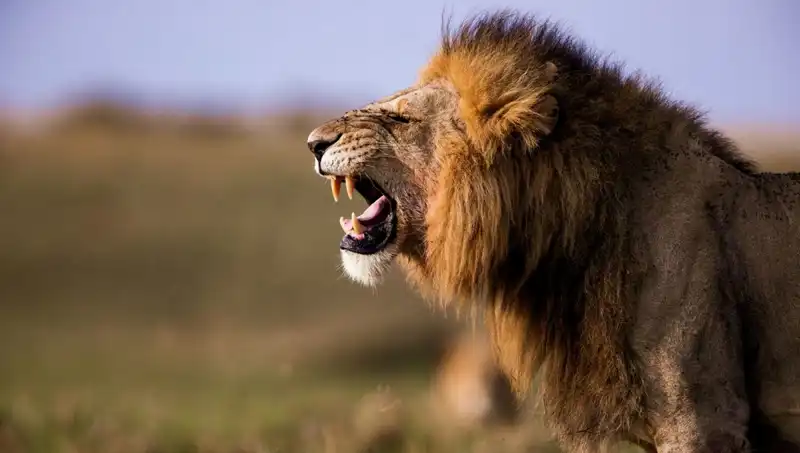 Aslan Saldırısında Hayatını Kaybeden 14 Yaşındaki Kızın Trajedisi