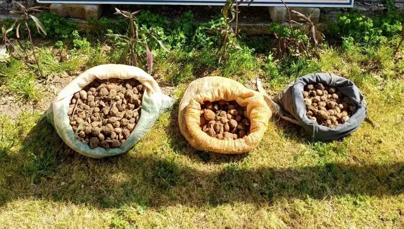 Van Gölü Etrafında 10 Kilo Salep Toplama Operasyonu