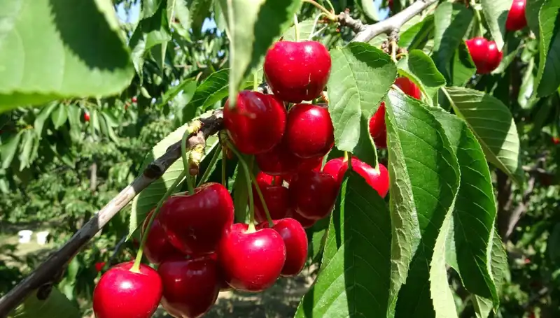 Çay Bardağına Sığmayan Bereket: Yeni Hasat Sezonu Başladı!
