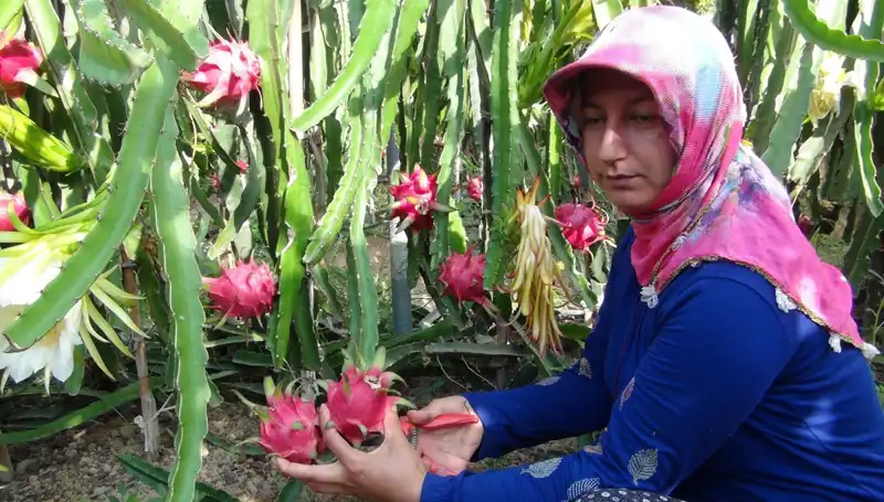 Emekli Oldu, Tarımda Yeni Bir Yıldız Pitaya Üretimiyle Parladı!
