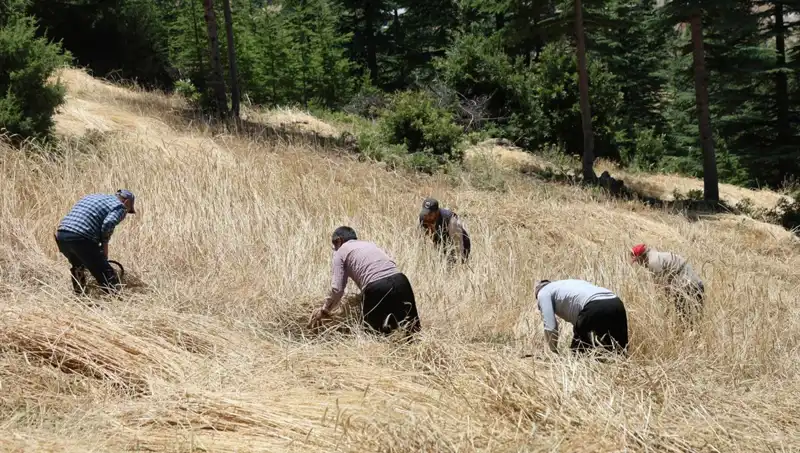 Tarımda Geleneksel Yöntemlerle Hasat Başladı: Ellik ve Orak Kullanımı
