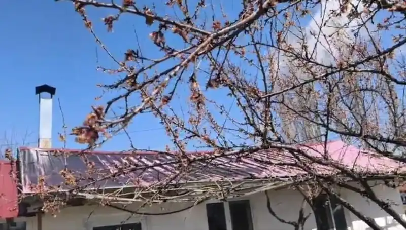 Dondurucu Soğukların Kayısı Üzerindeki Yıkıcı Etkileri