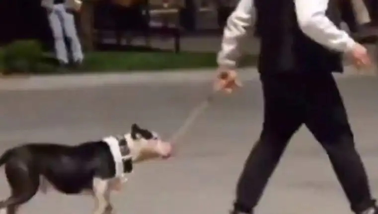 Ağızlığı Olmayan Pitbull, Yoldan Geçenlere Saldırdı: Sahibine Para Cezası