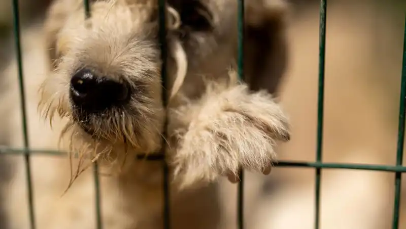 İş Stresinin Köpekler Üzerindeki Gizli Etkileri Açığa Çıkıyor