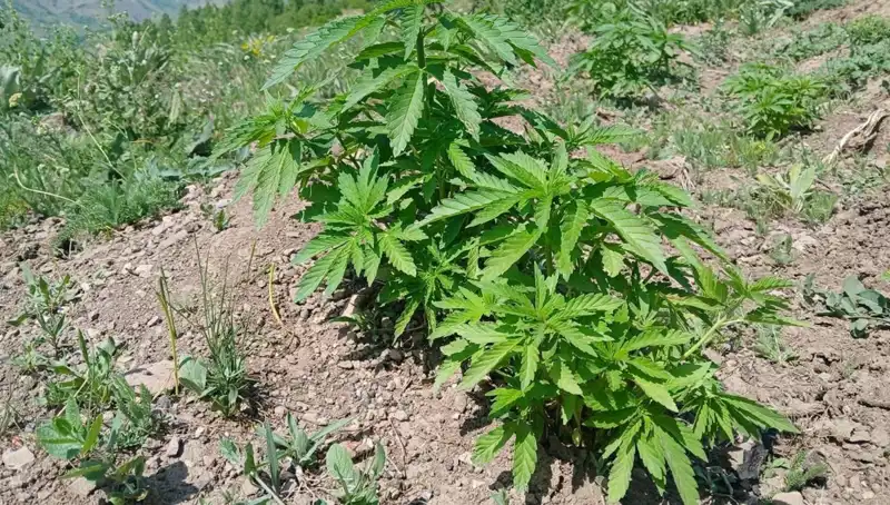 Bingöl'de Kenevir ve Kaçak Tütün Operasyonu: Genel Bilgiler ve Detaylar