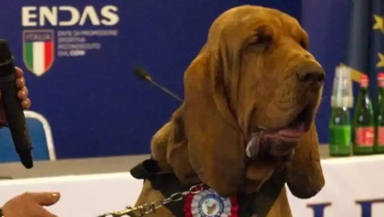 Arama Köpeğine Suikast: Çivili Sosisle Öldürüldü