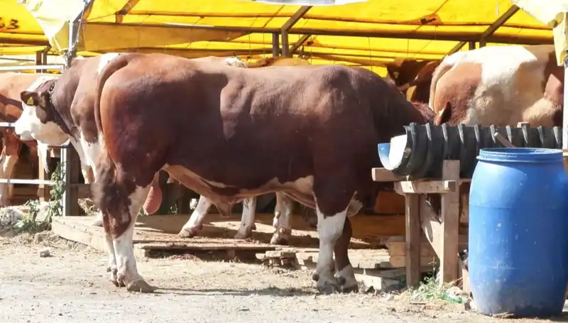 Kurban Pazarlarında Bayram Öncesi Hareketlilik Zirveye Ulaşıyor