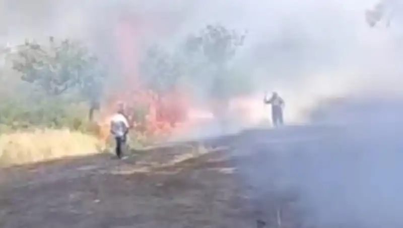 Çay İçin Yakılan Ateş, Fıstık Ağaçlarını Kül Etti!