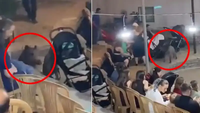 Düğün Törenine Yaban Domuzu Saldırısı: Misafirler Panik İçinde Kaçıştı!