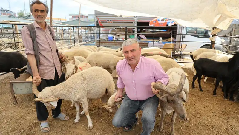 Kurban Pazarı'nda Fark Yaratan 4 Boynuzlu Koçlar