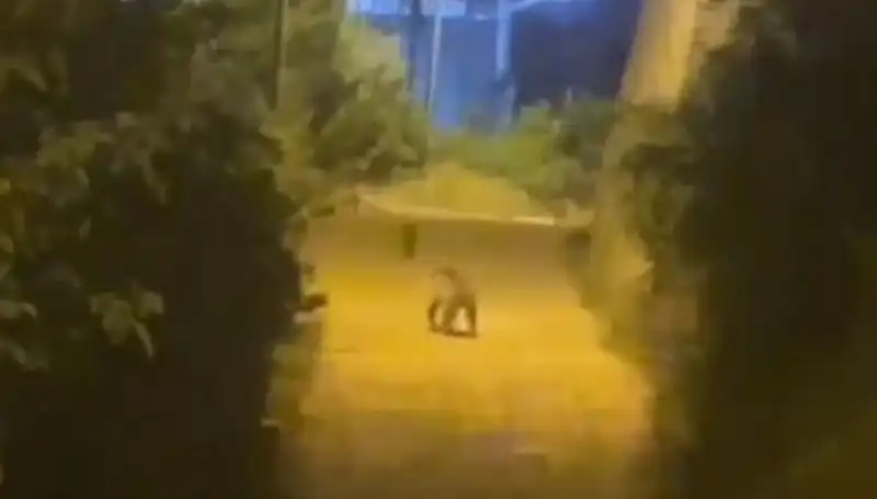 Gümüşhane'de Şehir Merkezine Gelen Ayı Korku İle Karşılandı!