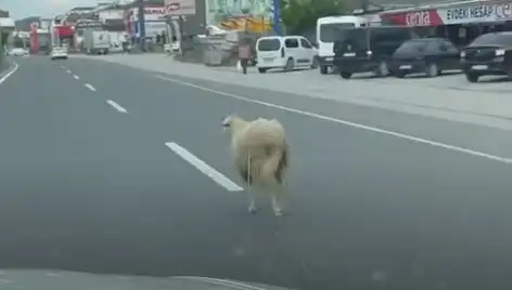 Yalova’da Kaçan Kurbanlık Hayvan Trafiği Alt Üst Etti!