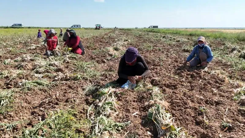 Antibiyotik Elde Etmek İçin Hasat Dönemi Başladı: Üç Dev Ülke Bir Arada