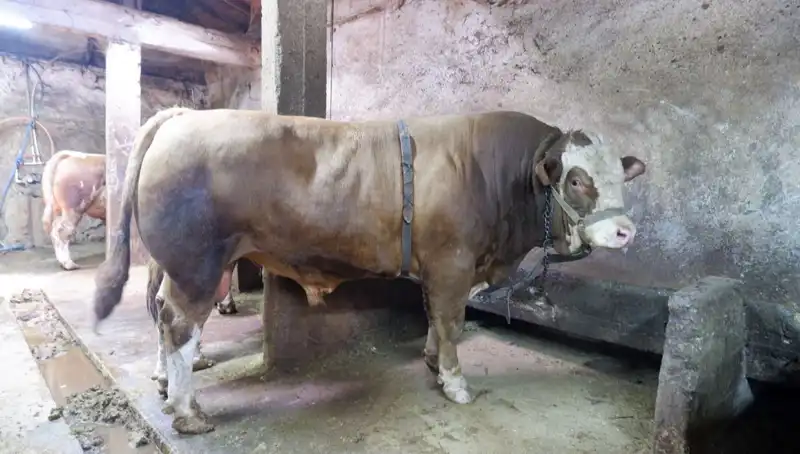 1 Ton 200 Kilo Sebze: Hangi Ürün Alıcısını Buldu ve Fiyatı Nedir?