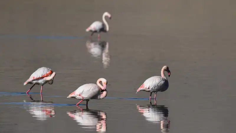 Kuş Cenneti Salda Gölü'nde Kuraklık Alarmı: Flamingolar Tehlikede!