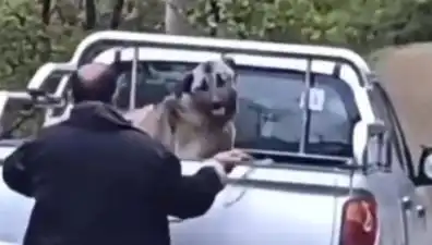Trabzon'da Şok Eden Olay: Köpeği Halatla Döven Kişi Yakayı Ele Verdi