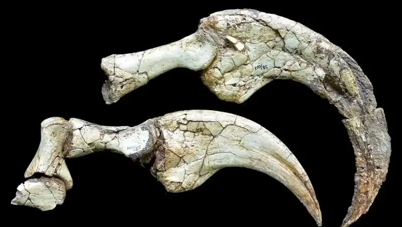Gobi Çölü’nde Dinozor Sürprizi: İki Parmaklı Yeni Tür Keşfedildi!