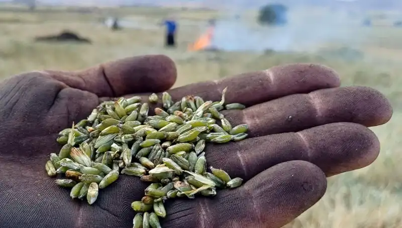 Girit Mutfağının Yükselen Değeri: Firik Sezonu Geldi