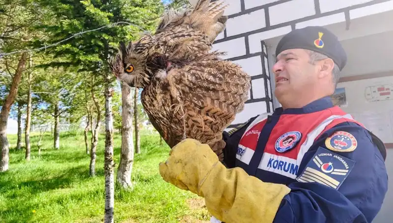 Dikenli Tellere Takılan Puhu, Hayata Döndü: Kurtarma Operasyonu