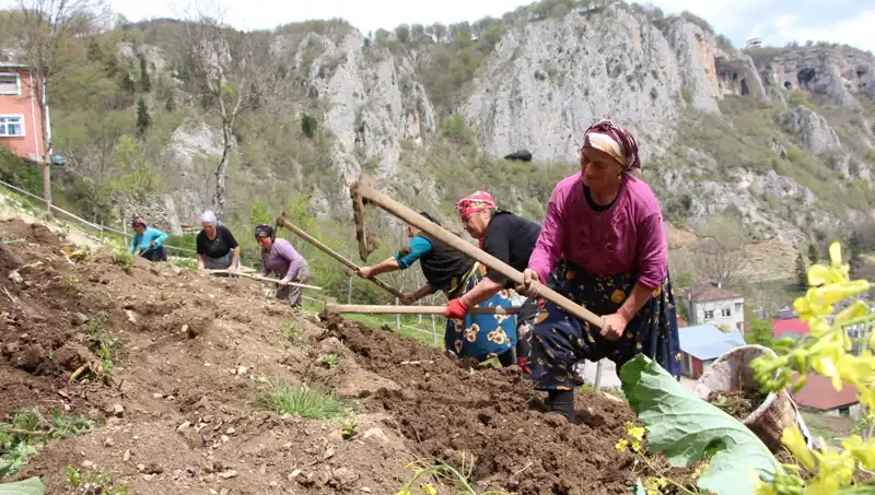 Zorlu Mesai Başladı: Çiftçiler Sırtlarında Sepetlerle Tarlaya Akın Etmeye Başladı