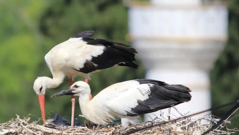 Leylek Köyü: Yaren Leyleği Kıskandıracak 8 Kat Fazla Uygun Yuva!