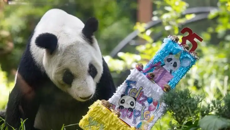 Dev Panda Xin Xin, 35'inci Yaşını Kutlayarak Hayranlarını Sevindirdi!