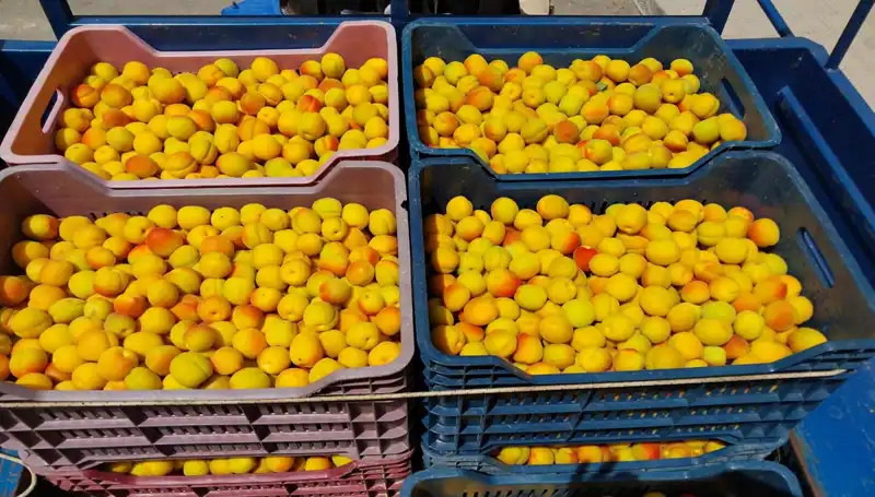 İlk Hasat Dönemi: 500 TL’den Alıcı Bulan Ürünler Hangi Bölgeyle Sözleşecek?