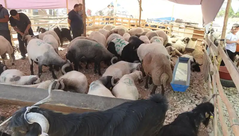 Kurban Bayramı’nın İlk Günü: Hayvan Pazarlarında Canlılık ve Renkli Görüntüler