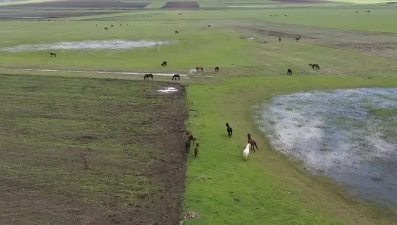 Kars'ın Doğasında Yılkı Atlarının Serenadına Tanıklık Edin